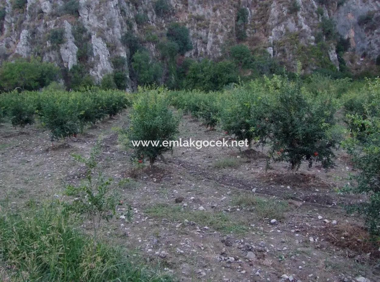 Grundstück Zum Verkauf Granatapfel Garten Zum Verkauf In Oriya Mergenli Mergenli