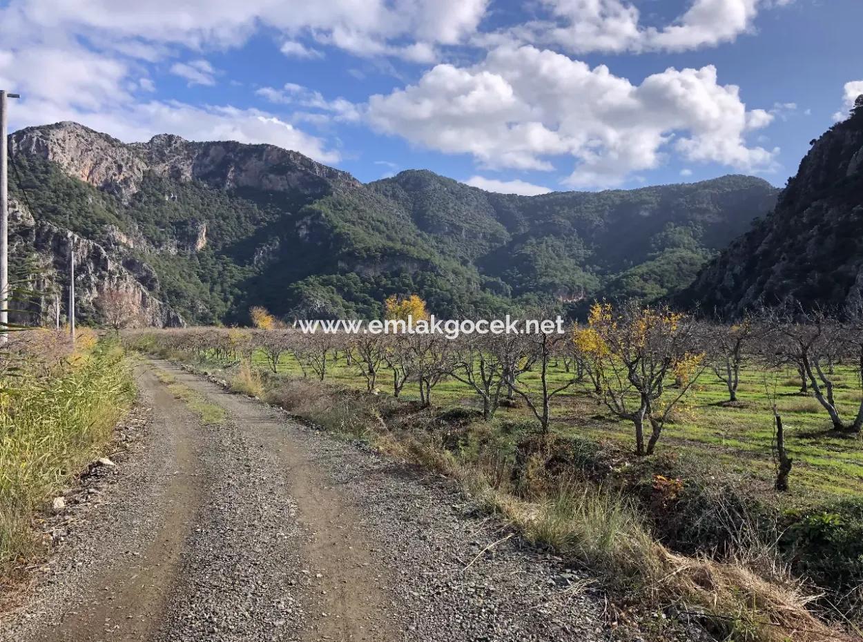 Grundstück Zu Verkaufen In Dalyan Istuzu Yollu Auf 24.000M2 Granatapfelgarten Zu Verkaufen