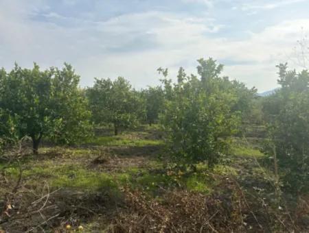 Einzeleigentumsurkunde 5617M2 Zitronengarten Zum Verkauf In Tepearası