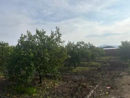 Einzeleigentumsurkunde 5617M2 Zitronengarten Zum Verkauf In Tepearası