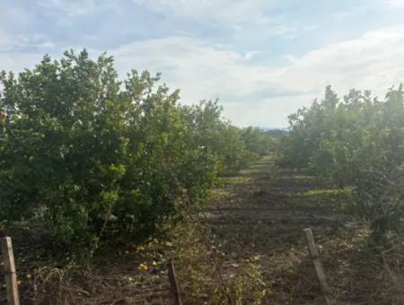 Einzeleigentumsurkunde 5617M2 Zitronengarten Zum Verkauf In Tepearası