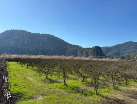 5985M2 5% Zoniertes Land Zum Verkauf In Dalyan Als Weinberggarten