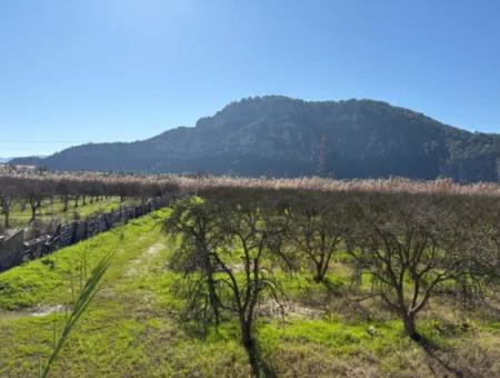 5985M2 5% Zoniertes Land Zum Verkauf In Dalyan Als Weinberggarten