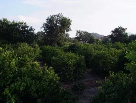 Nahe Dem Zentrum Von Dalyan In Dalyan Grundstück Für Verkauf Zum Verkauf 987M2