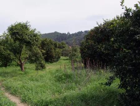 Bad Für Verkauf In Orange Grove 24,000M2 Zum Verkauf In Der Nähe Von Dem Meer Garten Zum Verkauf Schnäppchen