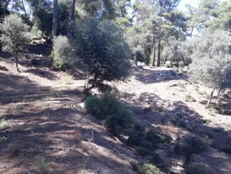 Dalyan Iztuzu In Der Dalyan Zum Verkauf Zum Verkauf In Der Candır 2367M2 2B