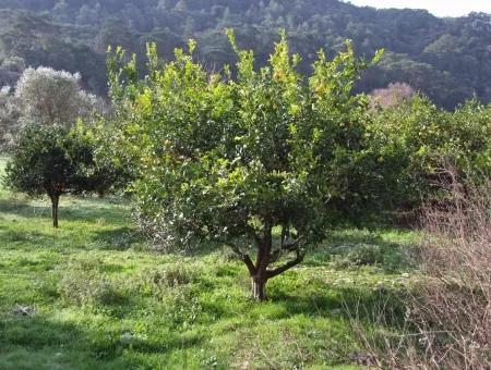 Zum Verkauf In Koycegiz, Dalyan Grundstück Zum Verkauf 10629M2