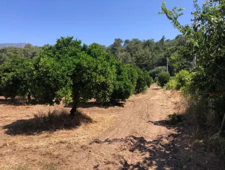 Garten Zum Verkauf In Gokce Akyaka, In Der Nähe Vom Meer, 38,000M2 Grundstück Zum Verkauf