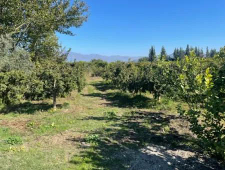 2223M2 Felder Zum Verkauf In Dalyan