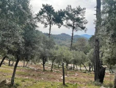 Olivenhaus Mit Meerblick In Ekincik Steht Zum Verkauf