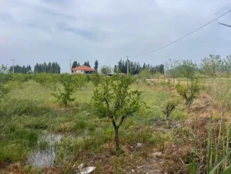 Feld Zu Verkaufen 6500M2 In Dalyan