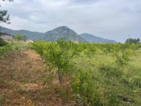 Feld Zu Verkaufen 6500M2 In Dalyan