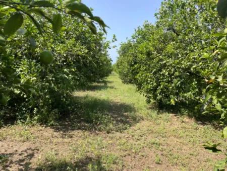 10.000M2 Grundstück Zum Verkauf Im Bebauten Gebiet Des Dorfes In Okçular