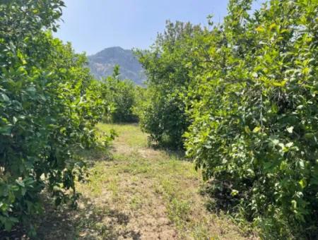 10.000M2 Grundstück Zum Verkauf Im Bebauten Gebiet Des Dorfes In Okçular