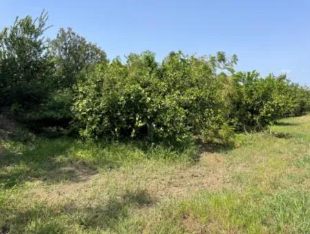 10.000M2 Grundstück Zum Verkauf Im Bebauten Gebiet Des Dorfes In Okçular