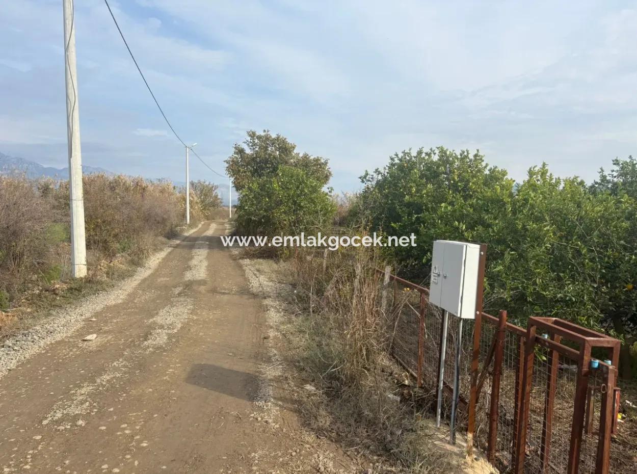 Single Title Deed 5617M2 Lemon Orchard For Sale In Tepearası