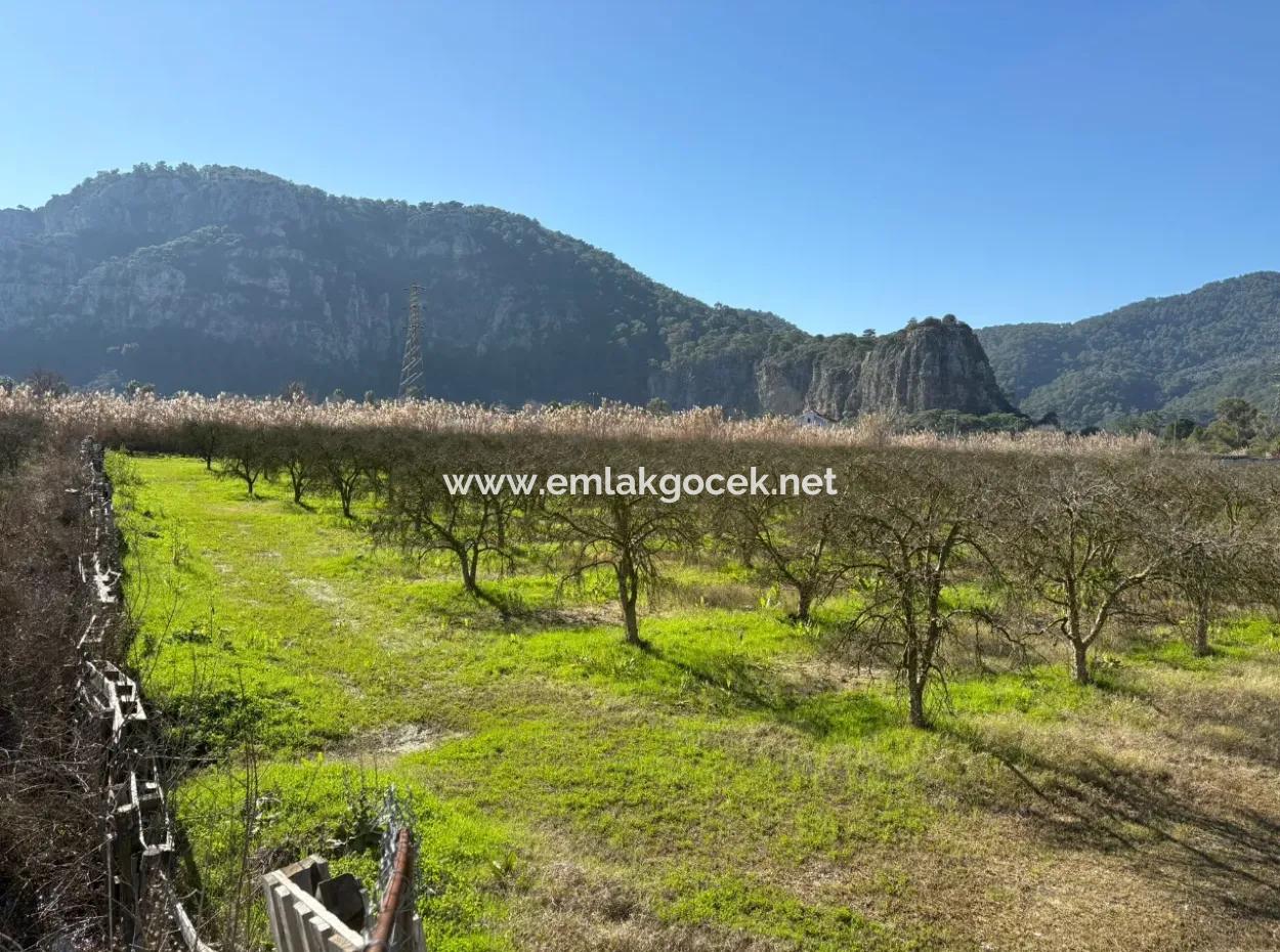 5985M2 5% Zoned Land For Sale In Dalyan As Vineyard Garden