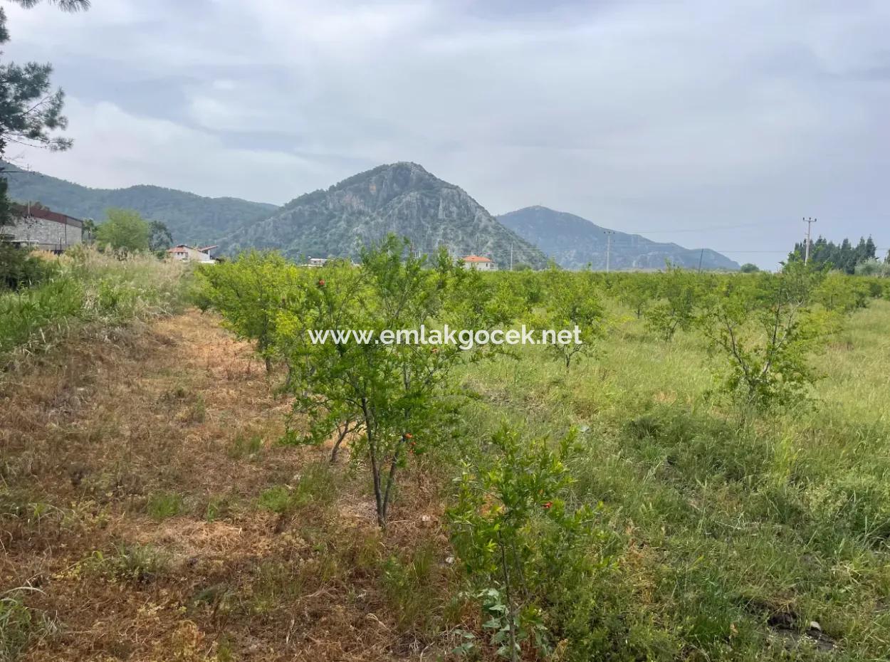 Field For Sale 6500M2 In Dalyan