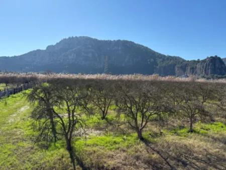 5985M2 5% Zoned Land For Sale In Dalyan As Vineyard Garden