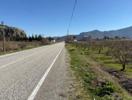 5985M2 5% Zoned Land For Sale In Dalyan As Vineyard Garden