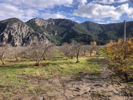 Land For Sale In Dalyan Istuzu Yollu On 24,000M2 Pomegranate Garden For Sale