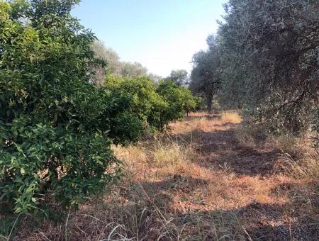 Land Field For Sale In Köyceğinz Yangi 9406M2 Land For Sale