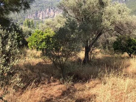 Land Field For Sale In Köyceğinz Yangi 9406M2 Land For Sale