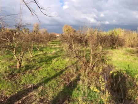 Dalyan Land For Sale Near The Center 3000M2 5% Zoning Land For Sale