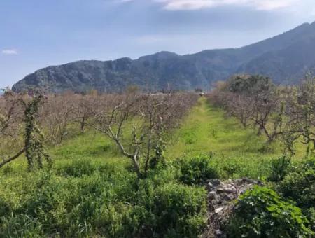 5500M2 Land For Sale In Dalyan