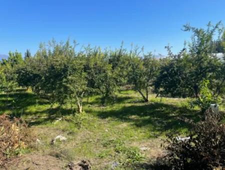 2223M2 Fields For Sale In Dalyan