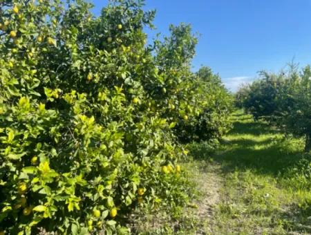 10,000M2 Lemon Garden For Sale In Karadons