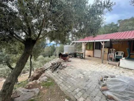 Olive House With Sea View In Ekincik Is For Sale