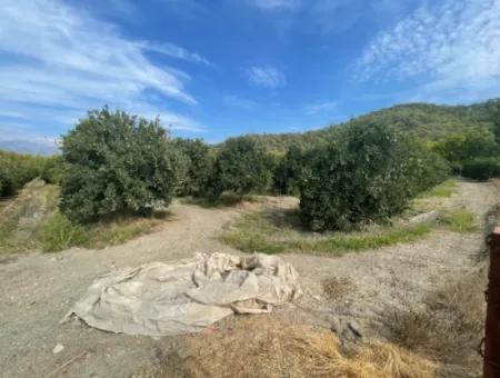 4000M2 Land For Sale Zoned In Village Built-Up Area In Tepearasin