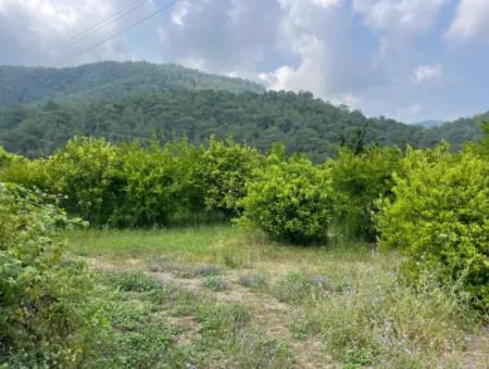 7800M2 Land For Sale At The Beginning Of Iztuzu Beach Road In Gökbel