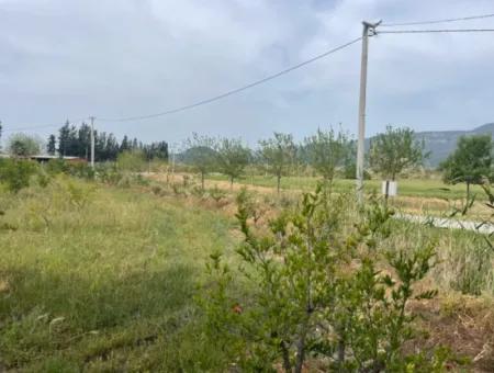 Field For Sale 6500M2 In Dalyan