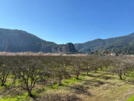 Dalyan'da Bağ Bahçe Olarak 5985M2 %5 İmarlı Satılık Arsa