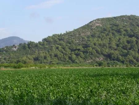 Dalyan Satılık Tarla Dalyan Merkeze Yakın 14,612M2 Satılık Tarla