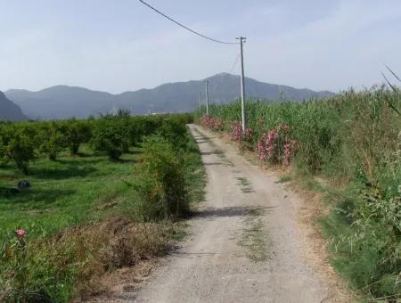 Dalyan İztuzu Satılık Bahçe Dalyan Göle Sıfır Satılık Arsa