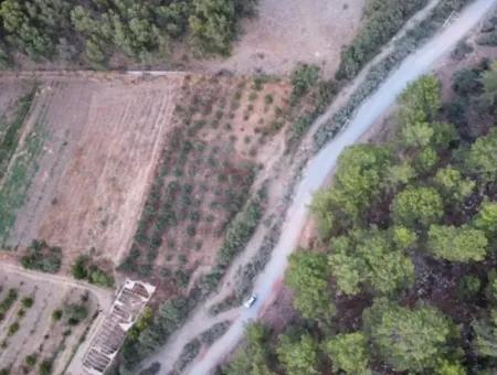 Mergenlide Aşı Koyu Yolu Üzerinde Satılık 3578M2 Tarla